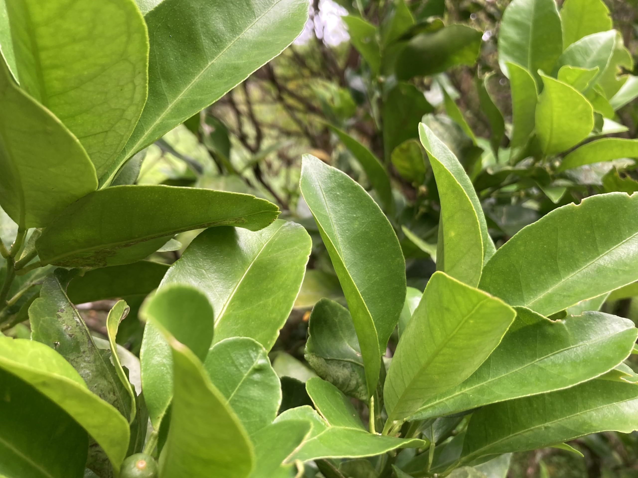 Amazon | 【屋久島産】アゲハ蝶 幼虫 餌 完全無農薬 みかんの